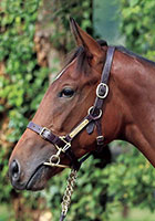 （外）パンモッレ20